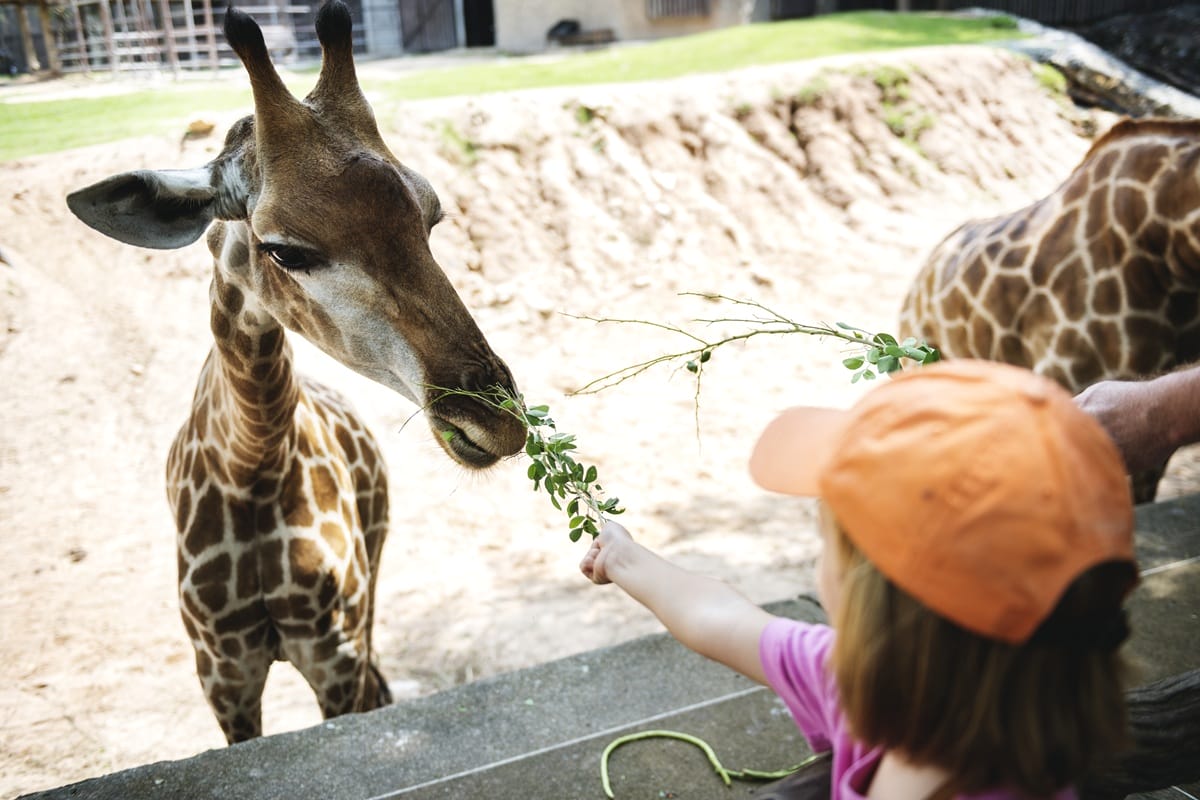 A close-up of a child feeding a leafy branch to a giraffe at the zoo.